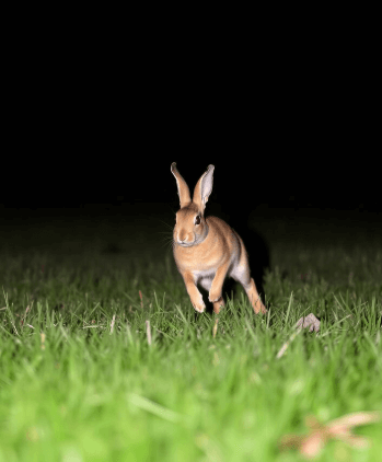 Red vs. Green Rabbit Hunting Flashlight: Which Enhances Night Vision ...